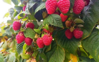Малина обыкновенная (RUBUS IDAJUS L.)
