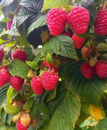 Малина обыкновенная (RUBUS IDAJUS L.)