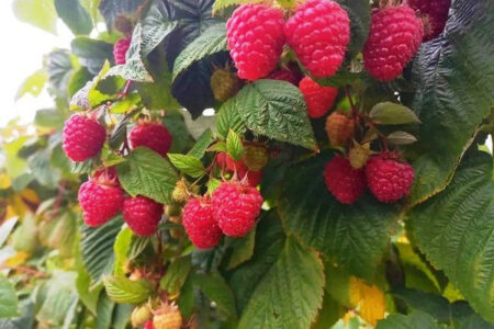 Малина обыкновенная (RUBUS IDAJUS L.)