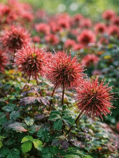 Ацена (Acaena microphylla ‘Pulchella’)