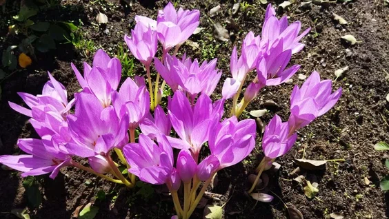 Безвременник, или европейский средний дятел (Colchicum medius)