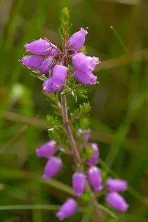 Дабеция ирландская (Daboecia cantabrica), оригинальный сорт «Белл Хитэр».