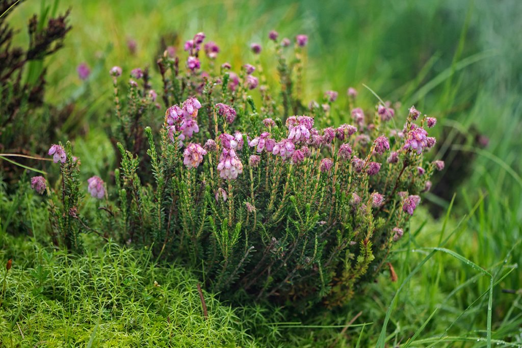 Эрика крестолистная (Erica fetralix)