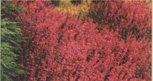 Эрика румяная (Erica cinerea), сорт «Белл Хитэр».