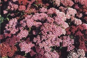 Гвоздика (Dianthus)