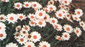 Хризантема (Chrysanth mum hosmariensis)