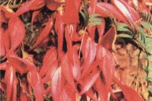 Клеантyс (Cliпnthus)