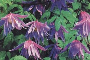Клематис (Clematis) виды