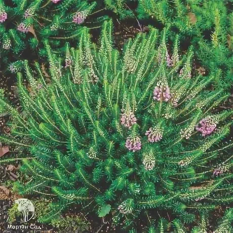 Корнуэльский вереск (Erica vagans)