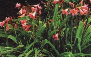 Кринум (Crinum)