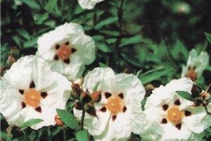 Ладанник (Cistus)