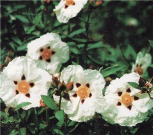 Ладанник (Cistus)