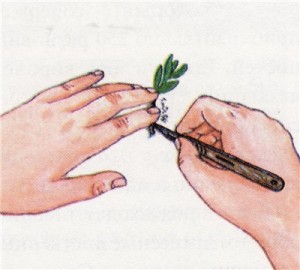 Ладанник (Cistus) посадка