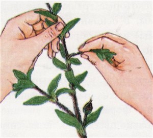 Ладанник (Cistus) размножение