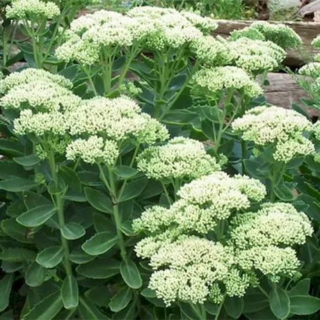 Ледяной цветок (Sedum spectabilis)