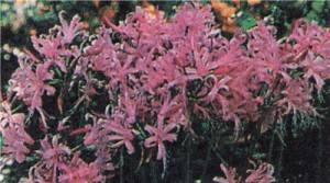 Нерина Боудена, или цветок нимфы (Nerine bowdenii)