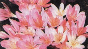 Осенний шафран (Colchicum autumnale).