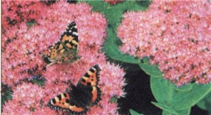 Седум, или очисток прекрасный (Sedum spectabilis)