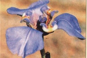 Ципелла (C. plumbea или Phalocallis coelestis)