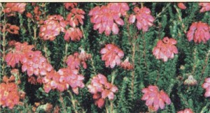 Вереск крестнолистный (Erica tetralix).