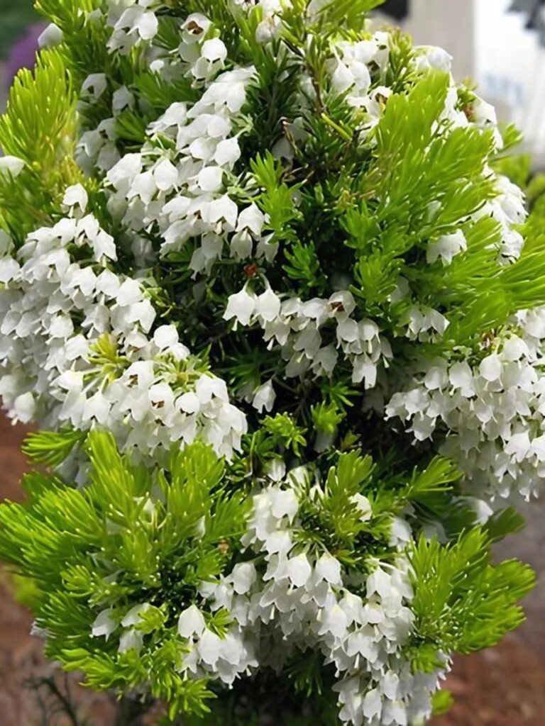 Вересковое дерево (Erica arborea), сорт «Эстрелла Gold»