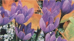Крокус средний (Crocus medius)