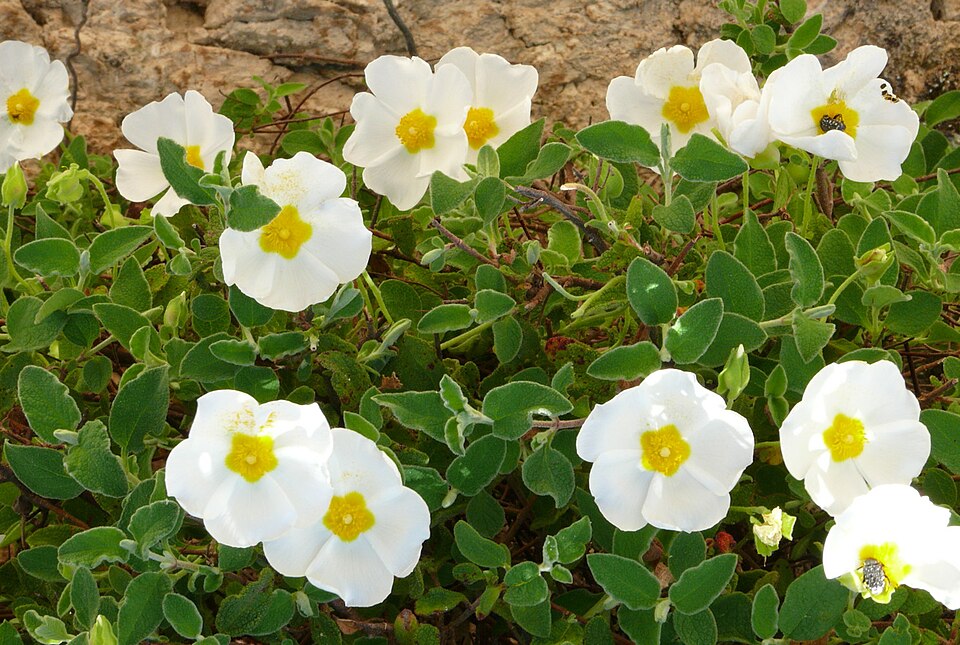Zistrose