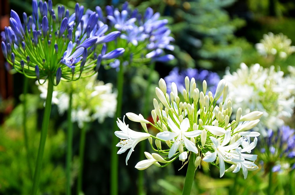 Африканская лилия (Agapanthus)