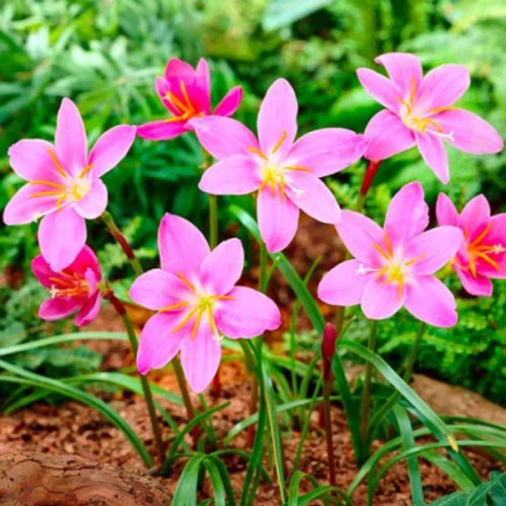 Зефирантес (Zephyranthes robust).