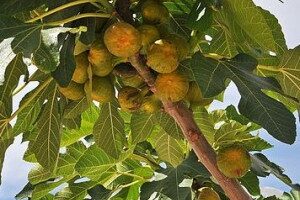 Инжир (Fícus cárica)