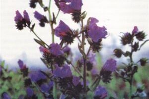 Эхиум (Echium)