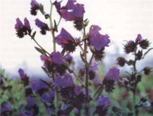 Эхиум (Echium)