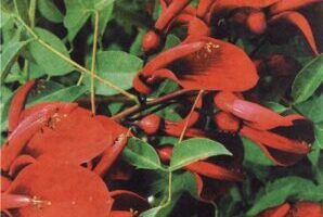 Эритрина (Erythrinas)