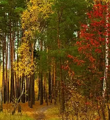 Осенний лес