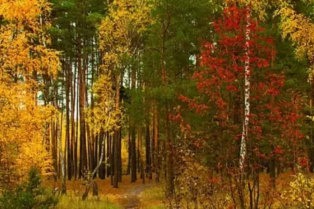 Осенний лес