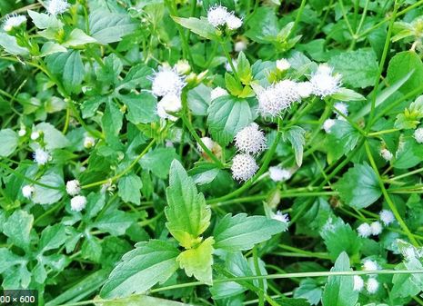 Ageratum-conyzoides