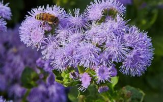 Агератум Ageratum -houstonianum
