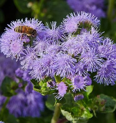 Агератум Ageratum -houstonianum