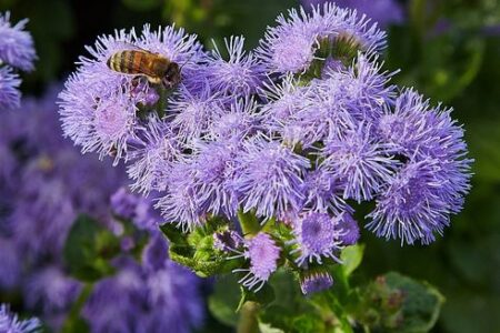 Агератум Ageratum -houstonianum
